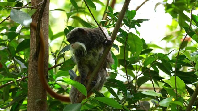 A cute Emperor tamarin monkey (Saguinus imperator) perches on the branch, curiously looking around the surroundings, and agilely leaps away, close up shot.