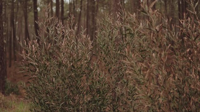 Dense bushes growing on forest floor with tall pine trees in background