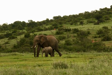 African elephant mother walking with calf in savanna © Matthew