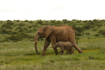 African elephant mother walking with calf in savanna © Matthew