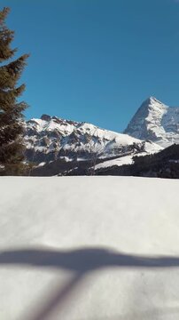 Passing Pine Forests and Snowy Mountain Ridges from a Swiss Train Window