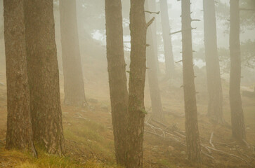 Pine tree trunks disappearing in a misty forest © FaRifo