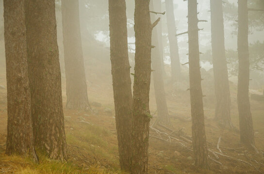 Pine tree trunks disappearing in a misty forest
