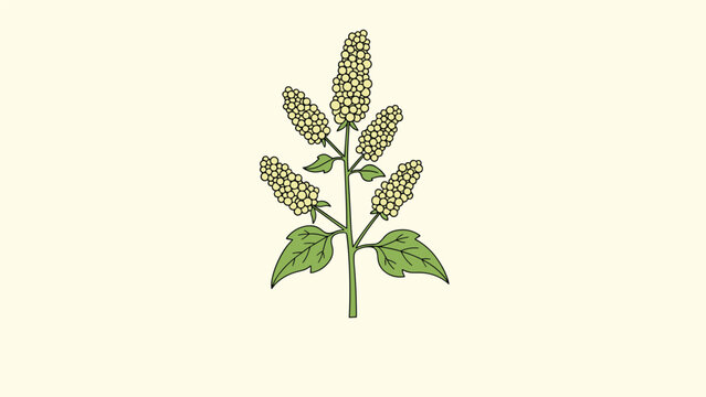 Quinoa plant drawing featuring clusters of seeds on a central stem with green leaves on a light cream colored background.