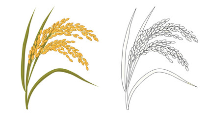 Naklejka premium Golden ripe rice stalks and their black and white line art version isolated on a white background for agriculture concepts.