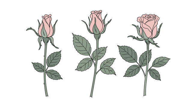 Set of three beautiful pink rose stems showing different stages of bloom from a tight bud to a partially opened flower with green leaves.