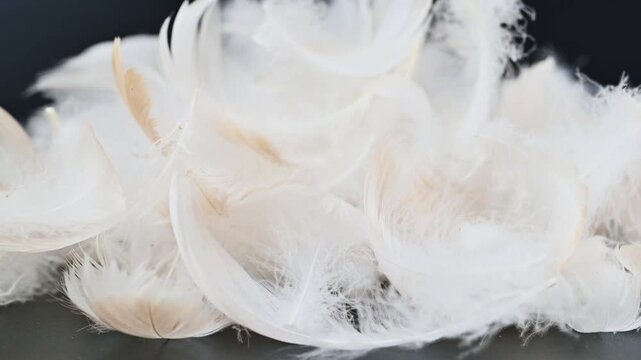 swan fluff on a black background