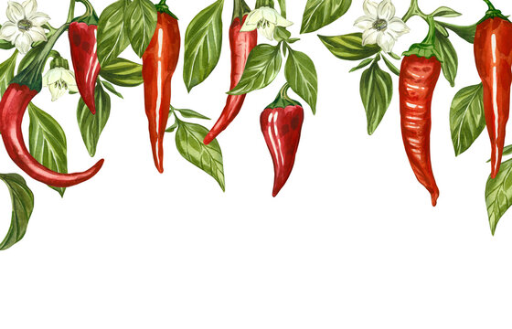 A watercolor banner with peppers, hanging chili pods, jalapenos, cayenne peppers, green leaves, and flowers. All hand-painted in watercolor. Ideal for kitchen decor, culinary menus, and food design.