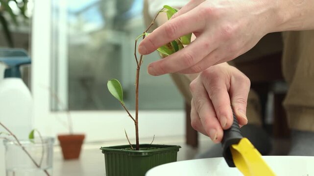 A close-up of hands using a yellow trowel to add soil to a small green pot for plant propagation. Stock photo