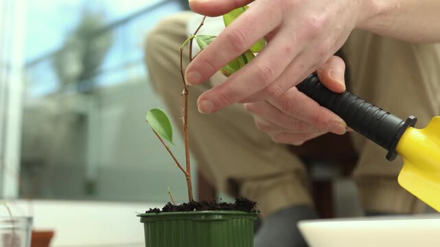 A close-up of hands using a yellow trowel to add soil to a small green pot for plant propagation. Stock photo