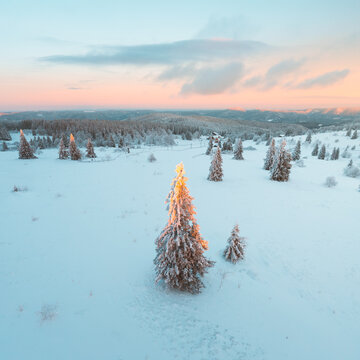 Aerial view of snow-laden fir trees glisten under the pastel sky, a serene winter landscape unfolds, Bellefosse, Grand Est, France.
