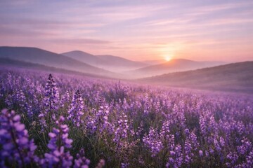 Fototapeta premium Lavender field at sunrise