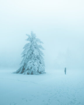 View of a snow-laden pine tree stands sentinel in the frosted landscape, a lone figure braving the ethereal winter mist, Bellefosse, Grand Est, France.