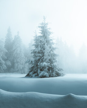 View of a snow-laden landscape with a solitary fir tree standing tall amidst a serene, frosted forest, touched by the softness of a winter's embrace, Bellefosse, Grand Est, France.