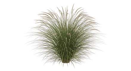 Obraz premium A green plant with long grassy leaves on transparent background