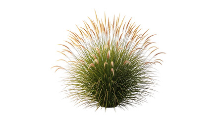 Obraz premium A beautiful green plant with long grassy stems on transparent background