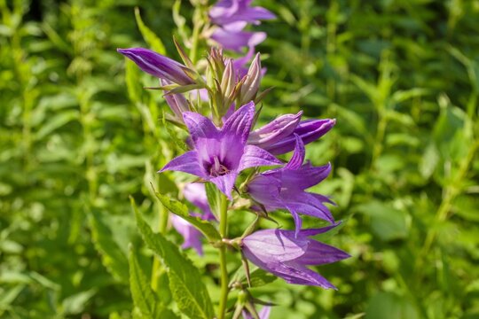 Giant bellflower Campanula latifolia with purple blossoms in Jizerske hory