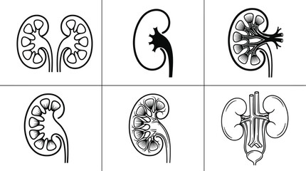 Naklejka premium Human kidney anatomy medical illustration set urinary system organ cross section nephrology healthcare biology education vector icon collection