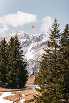View of a lone paraglider soars against a backdrop of snow-capped mountains framed by towering evergreens under a pastel sky, Engelberg, Switzerland.