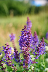 Naklejka premium Closeup blooming wild sage purple flowers.