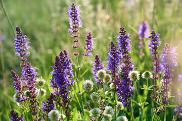 Obraz premium Closeup blooming wild sage purple flowers.