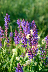 Fototapeta premium Closeup blooming wild sage purple flowers.