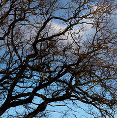 Abstract silhouette of bare tree branches against blue sky