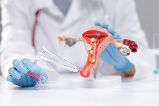 Women gynecology consultation at clinic. Doctor gynecologist use speculum for uterine model, white background banner