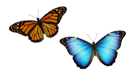 Obraz premium Two colorful butterflies flying against a solid black background on transparent background