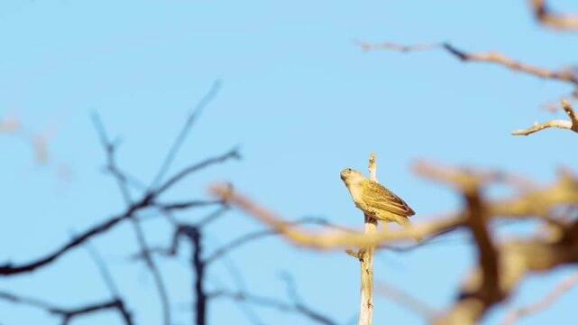 Close up of a Sociable weaver sitting on dried branches