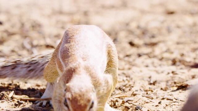 A close full body shot of a male African Ground Squirrel foraging and feeding while standing on his hind feet, Kgalagadi Transfrontier Park.