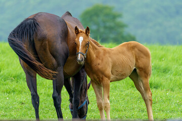 Obraz premium 北海道日高地方の牧草地にいるサラブレッド