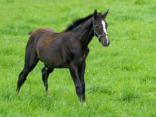 Obraz premium 北海道日高地方の牧草地にいるサラブレッド