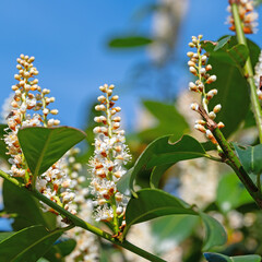 Fototapeta premium Blühender Kirschlorbeer, Prunus laurocerasus, im Frühling