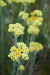Obraz premium Close up view of helichrysum arenarium, immortel on natural background.