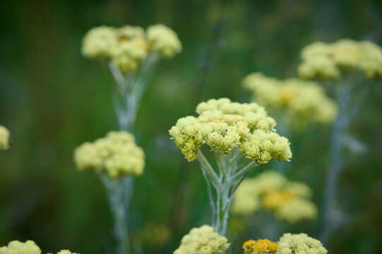 Close up view of helichrysum arenarium, immortel on natural background.
