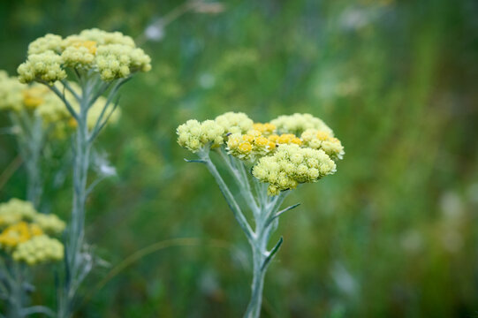 Close up view of helichrysum arenarium, immortel on natural background.