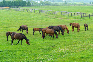 北海道日高地方の牧草地にいるサラブレッド