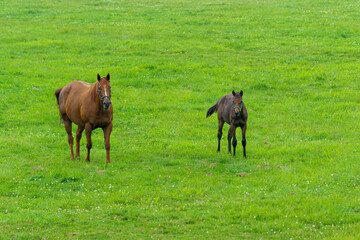 北海道日高地方の牧草地にいるサラブレッド