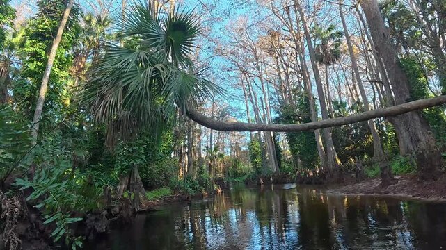 Pristine 4K Wilderness: Kayaking the Wild and Scenic Loxahatchee River Through Ancient Cypress Forests