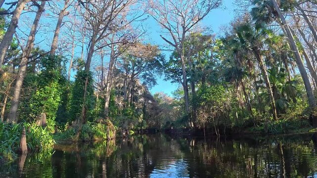 Pristine 4K Wilderness: Kayaking the Wild and Scenic Loxahatchee River Through Ancient Cypress Forests