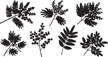 Black Solid Acacia Mimosa Branch Silhouettes Set of Six © Shakeel