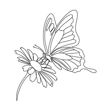 Graceful butterfly resting on delicate daisy in serene nature sketch