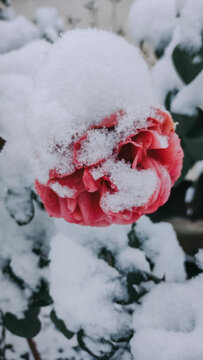 rose in snow