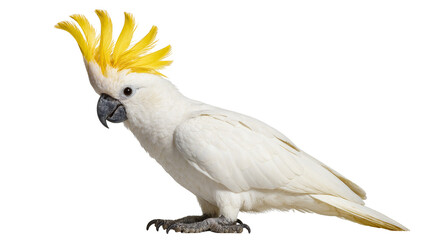 Isolated beautiful white cockatoo parrot with a striking yellow crest standing and looking