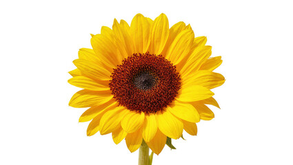 Obraz premium Isolated vibrant yellow sunflower blooming with dark brown seed head and green stem