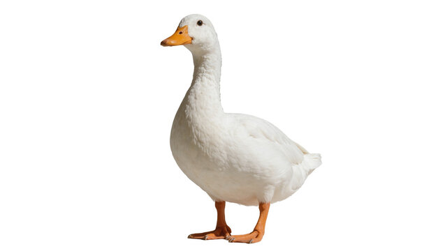 Isolated white domestic duck standing in profile, elegant farm bird waterfowl