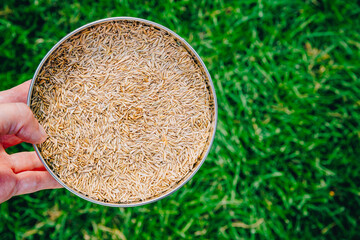 Naklejka premium Person holding a bowl with grass seeds for sowing over green lawn background, top view gardening