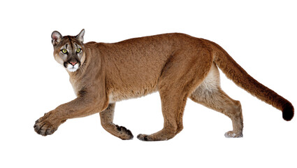 Isolated puma walking slowly, majestic big cat with piercing eyes looking at camera