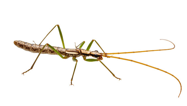 Isolated tropical stick insect, a fascinating insect with long slender body and antennae
